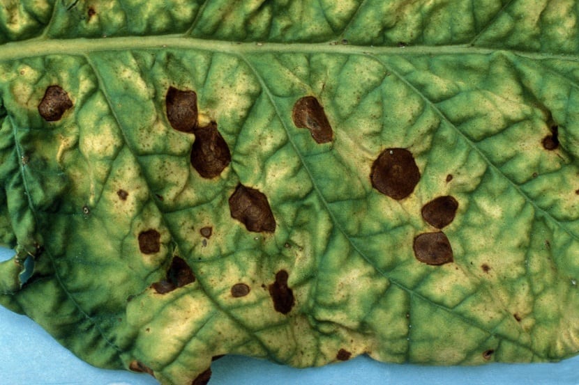 Alternaria sobre hojas de tomate con defoliación ascendente