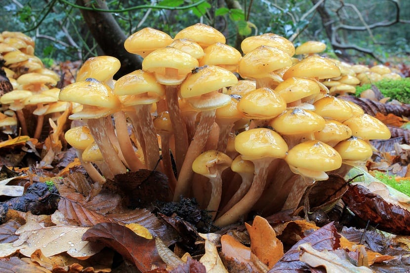 Setas de Armillaria mellea creciendo en grupo en la base de un árbol