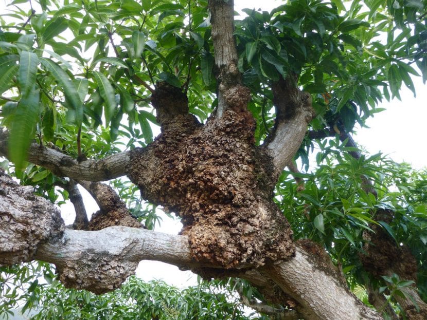Tumoración leñosa en una rama de mango