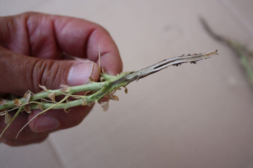 Planta enferma afectada por Fusarium