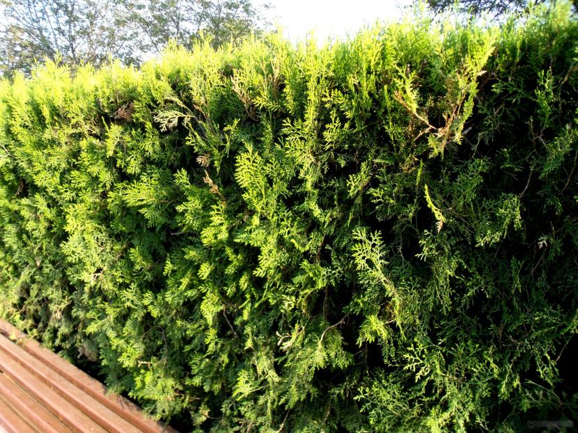 Seto de ciprés con follaje verde sano y ramas pardas en su interior