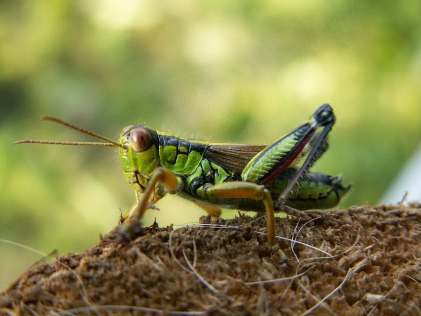 Saltamontes posado sobre la vegetación del jardín