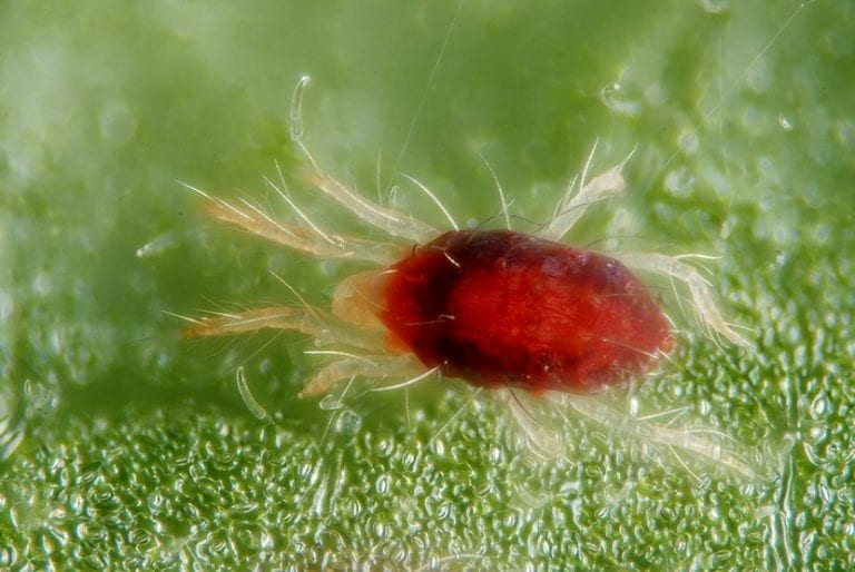 Adultos de Tetranychus urticae sobre el envés de una hoja