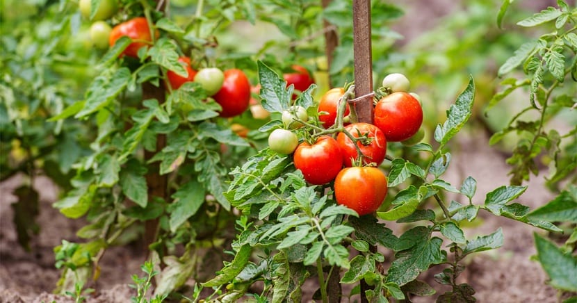 Cultivo de tomates en huerta