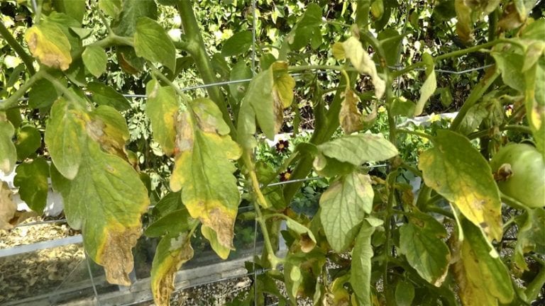 Mancha de mildiu en hoja de tomate