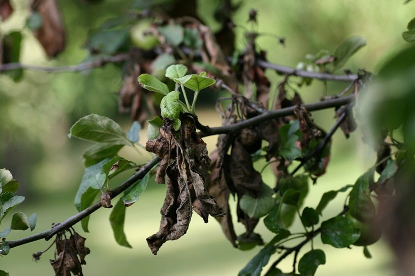 Árbol frutal con ramas y hojas oscurecidas por la bacteria