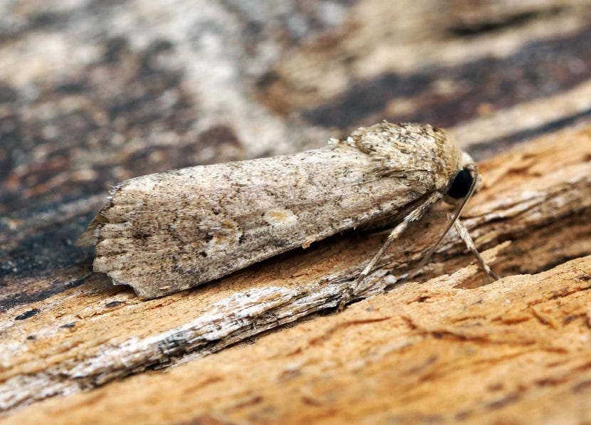 Larva de gardama alimentándose sobre una hoja