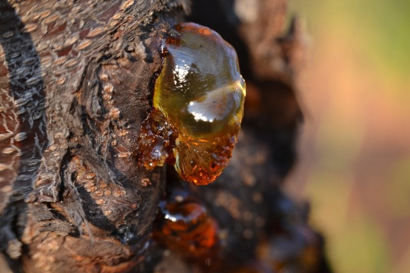 Exudado de goma en el tronco de un árbol afectado por gomosis