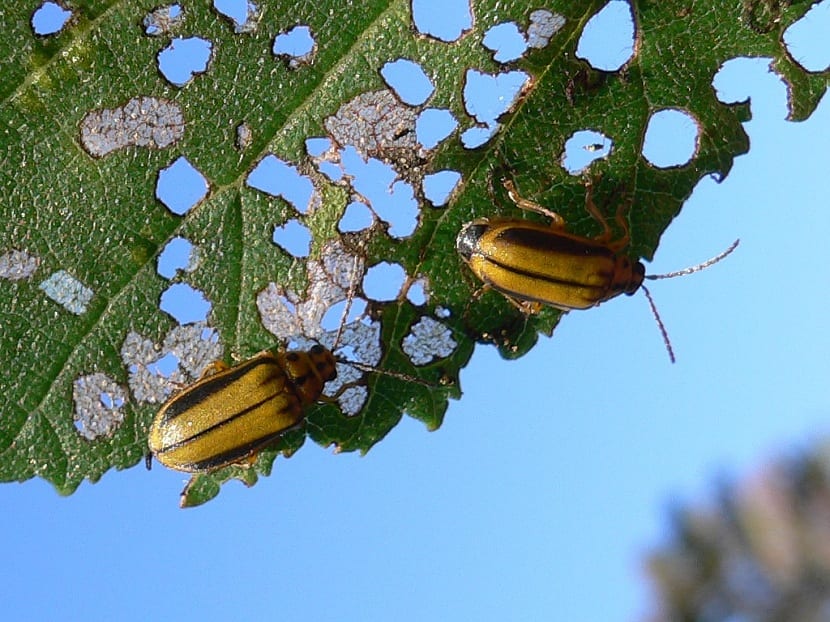 Grafiosis del olmo: síntomas, contagio y control eficaz
