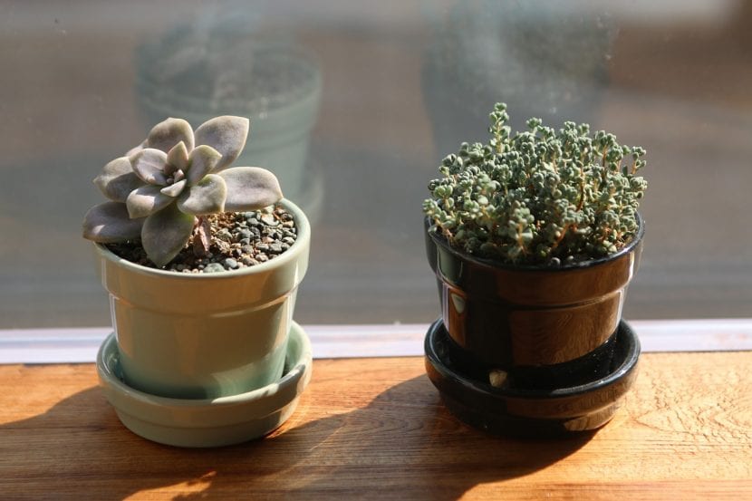 Suculentas plantadas en maceta con sustrato drenante