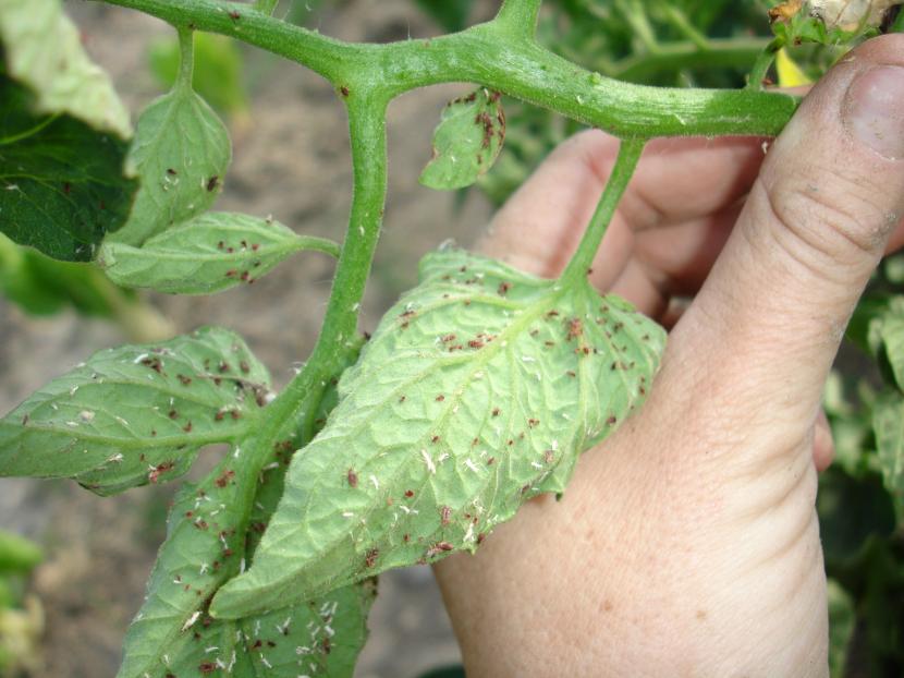 Daños de araña roja en hojas de tomate