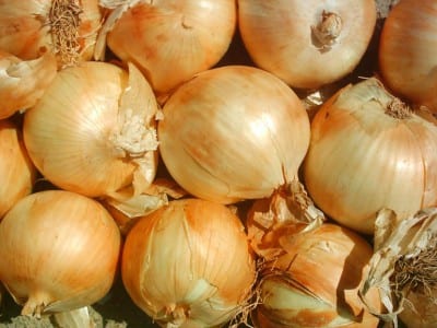 Cebolla recolectada