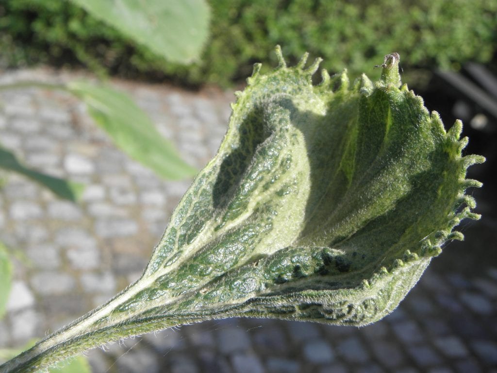 Planta afectada por mildiu con esporulación grisácea en el envés de las hojas