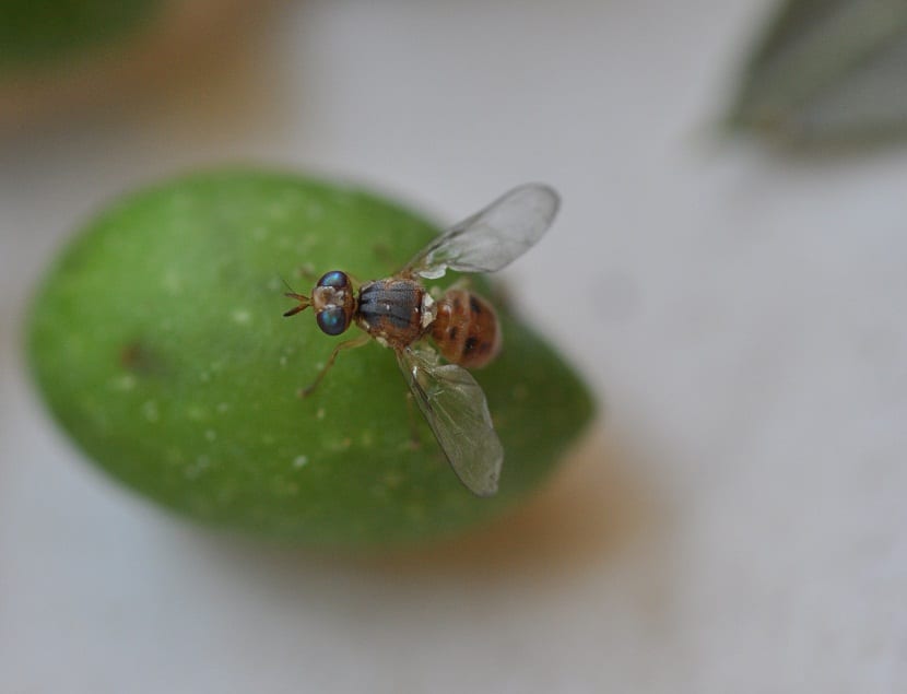 Mosca del olivo: daños, umbrales de picada y control