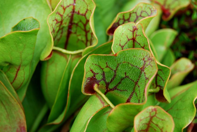 Plagas de las plantas carnívoras: cuáles son y cómo tratarlas
