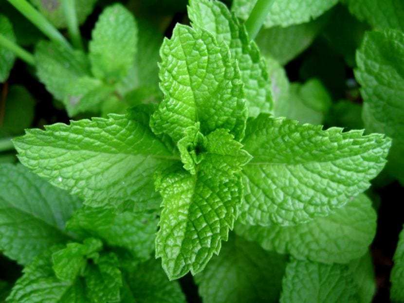 Plantas que repelen hormigas en casa: lavanda, menta y tomillo