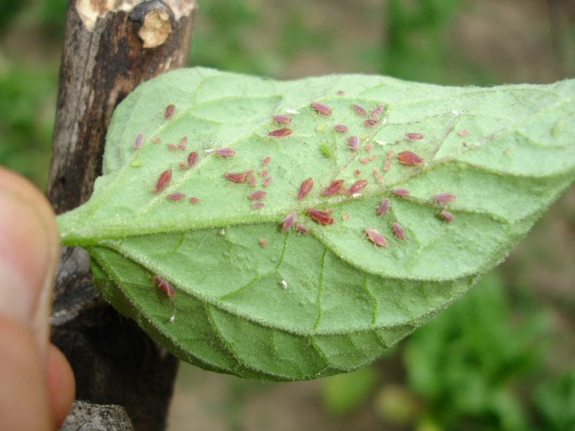 Colonia de pulgones rojos sobre un tallo