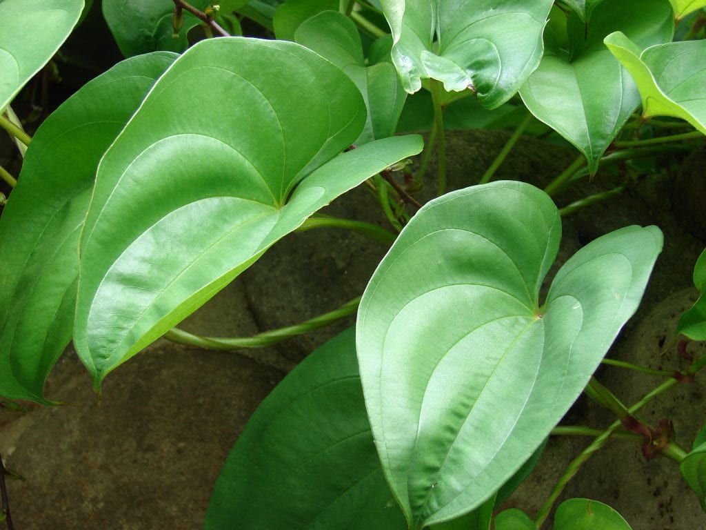 Planta mustia: diagnóstico y rescate paso a paso