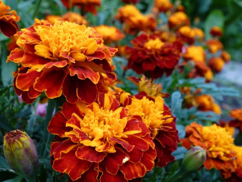 Flores anaranjadas de damasquina, Tagetes patula