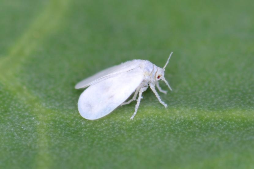 Adultos de mosca blanca sobre el envés de una hoja
