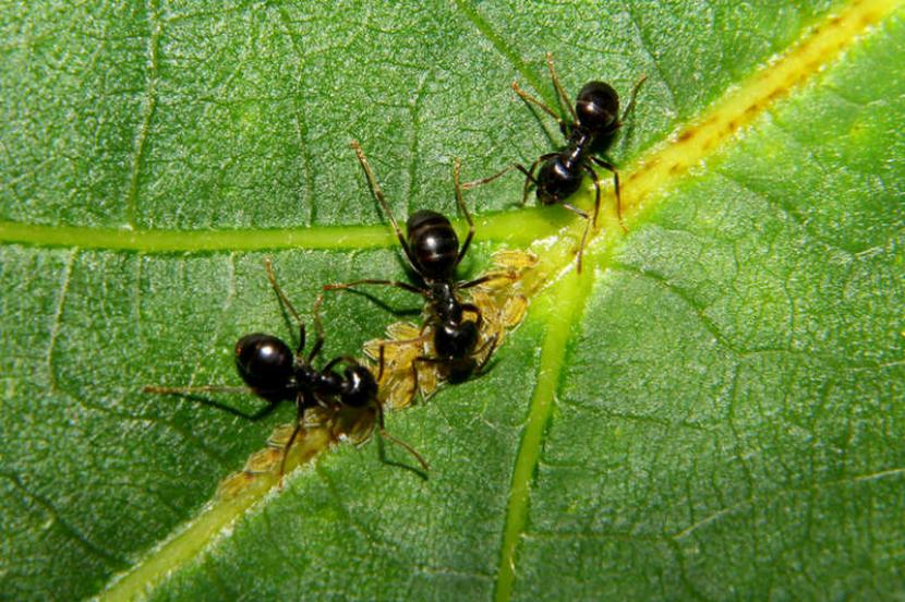 Hormigas en el jardín: qué remedios caseros sirven