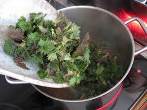 Ortiga, Urtica dioica, usada en preparados de jardín