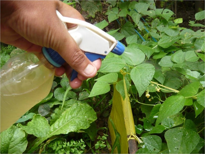 Preparación de un fungicida natural para plantas de jardín