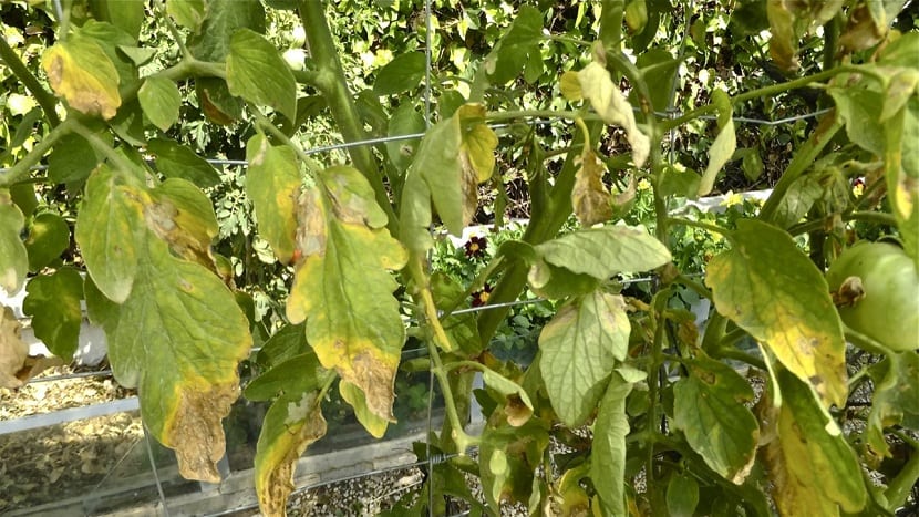 Mildiu del tomate: síntomas, prevención y tratamiento
