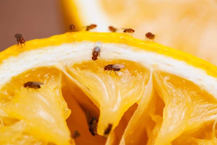 Mosca mediterránea de la fruta alimentándose sobre un fruto