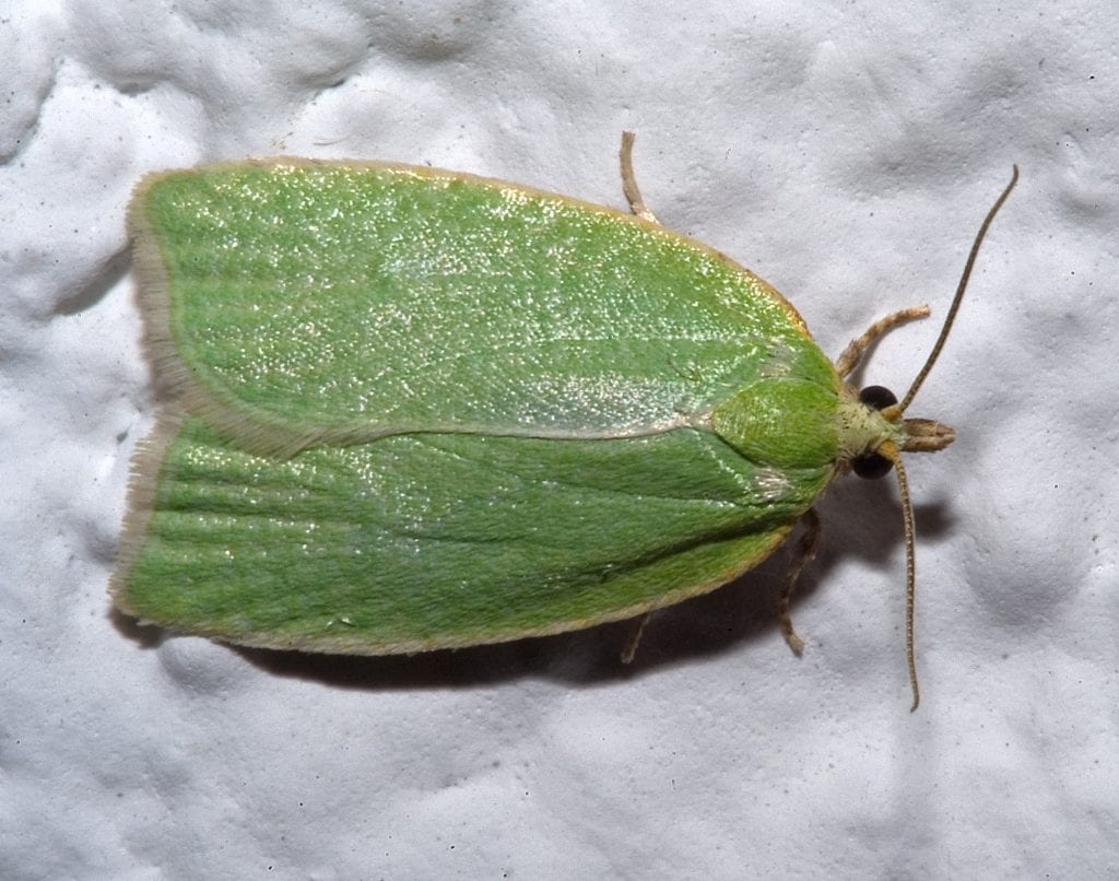 Tortrix viridana: control de la lagarta verde del roble