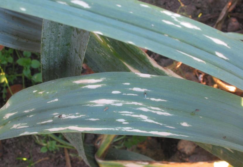 Daños por Phytophthora en planta ornamental