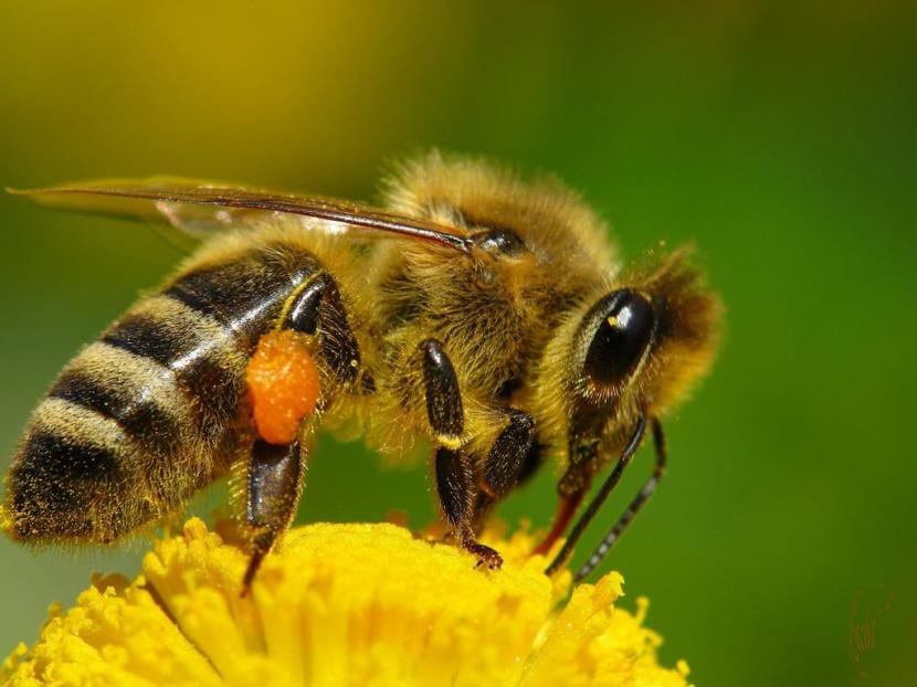 Abeja libando en una flor abierta del jardín