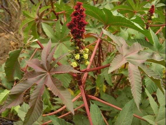 Planta de ricino con sus hojas palmeadas y las cápsulas espinosas del fruto
