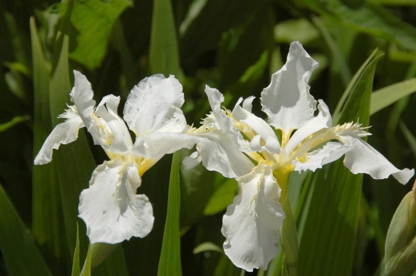 Flor blanca de Iris sibirica Snow Queen junto al borde del agua