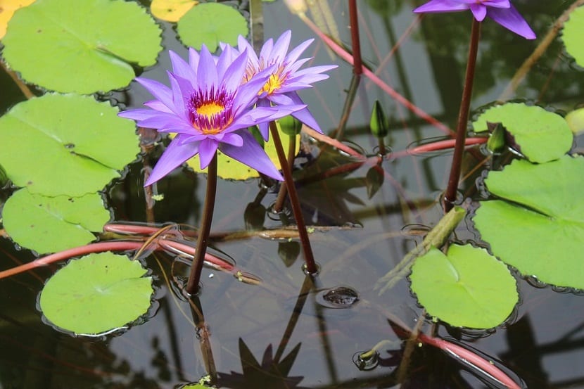Planta acuática de flor púrpura en el borde de un estanque