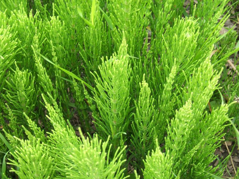 Tallos ramificados de Equisetum arvense