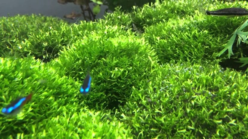 Riccia fluitans formando una masa verde dentro de un acuario