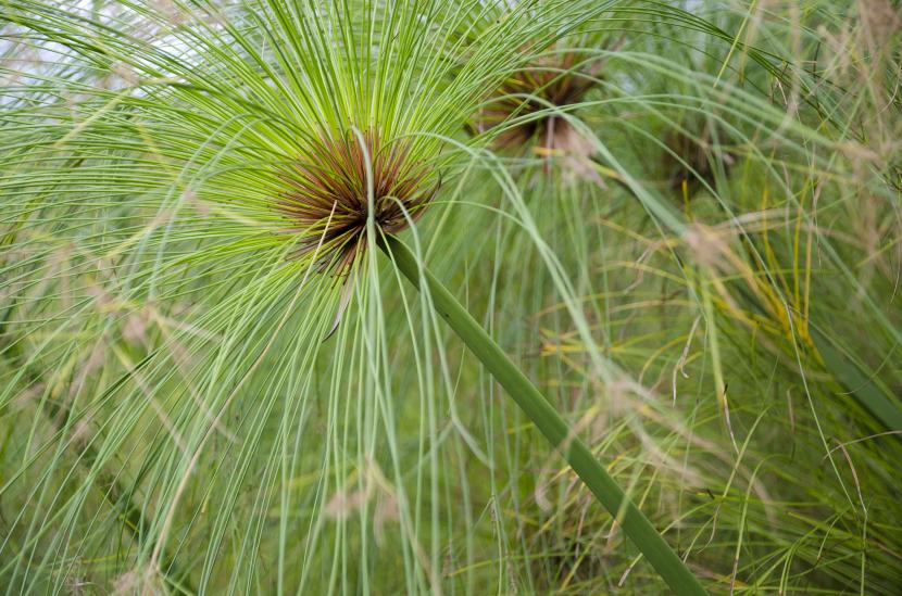 Ejemplar de Cyperus papyrus creciendo en el borde de un estanque