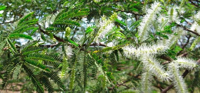 Tepezcohuite (Mimosa tenuiflora): el arbol y su corteza