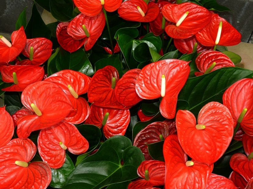 Anturio de espata roja en forma de corazón