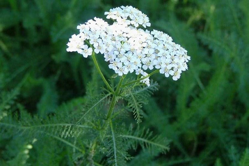 Mata de Achillea millefolium en flor
