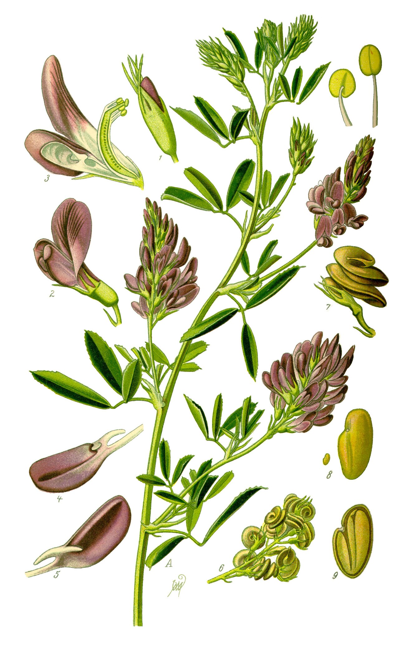 Alfalfa (Medicago sativa): la planta y su flor