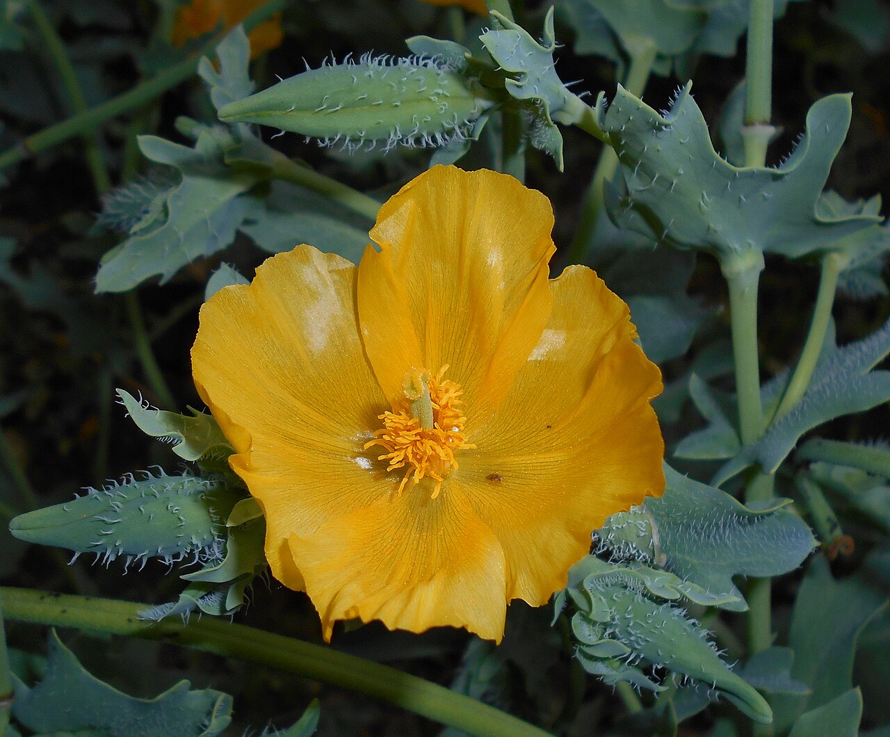 Amapola marina (Glaucium flavum): como se reconoce