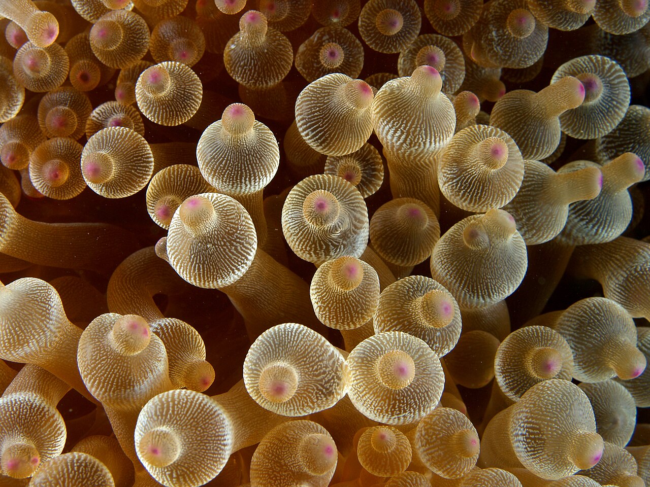 Anemonas: que plantas son y cuales crecen en Espana