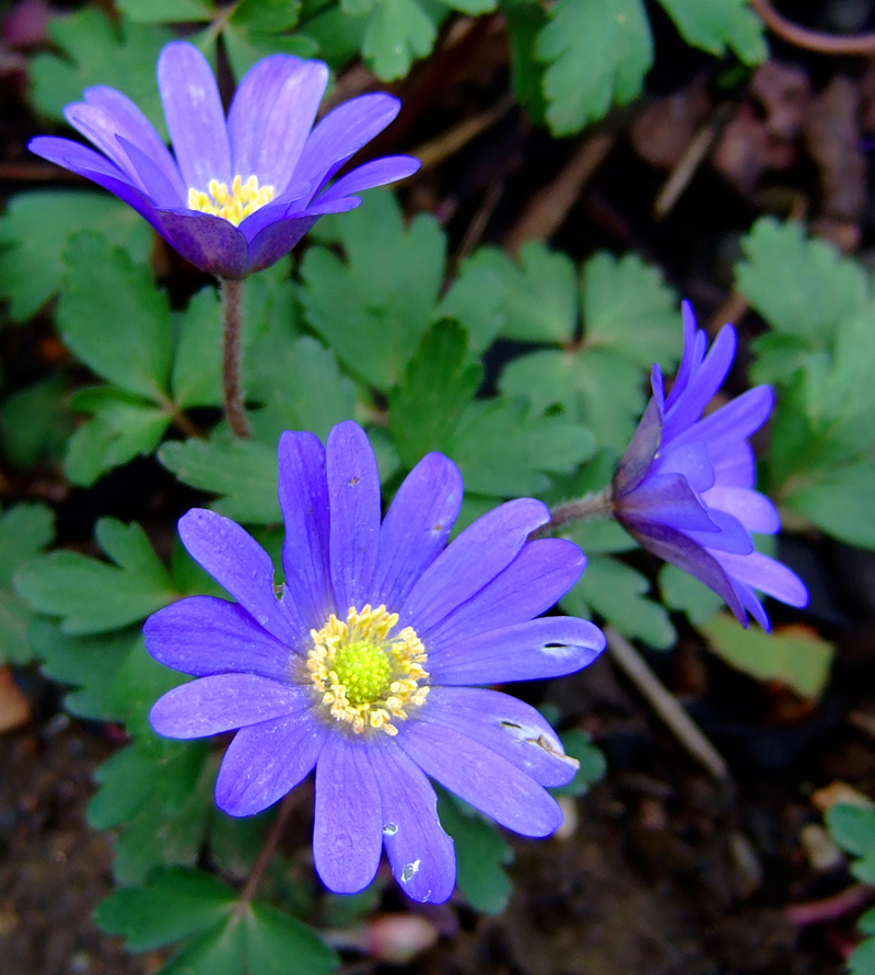 Anemone blanda: cuándo plantar los tubérculos