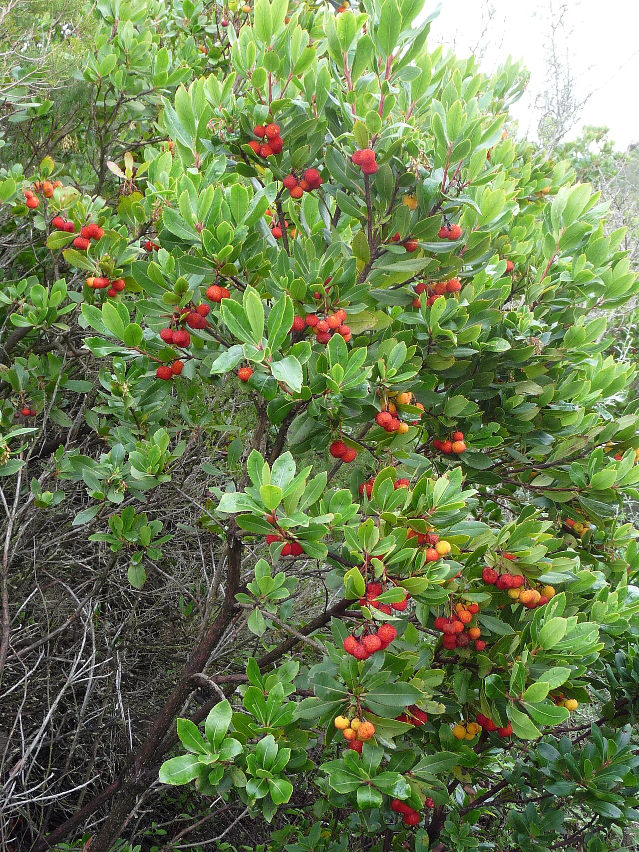 Madroño (Arbutus unedo): tamaño, porte y fruto