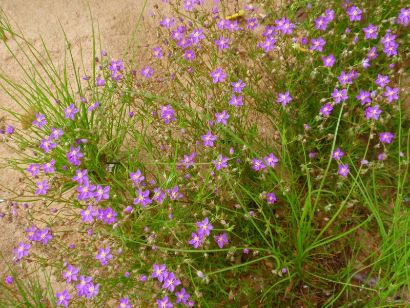 Spergularia rubra en un camino arenoso