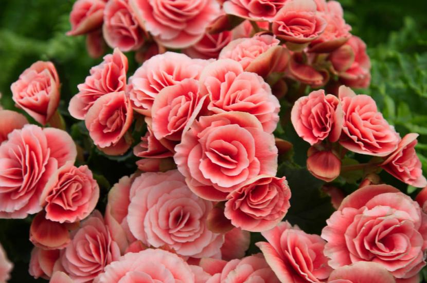 Cuidados de la begonia elatior: riego, luz y refloración