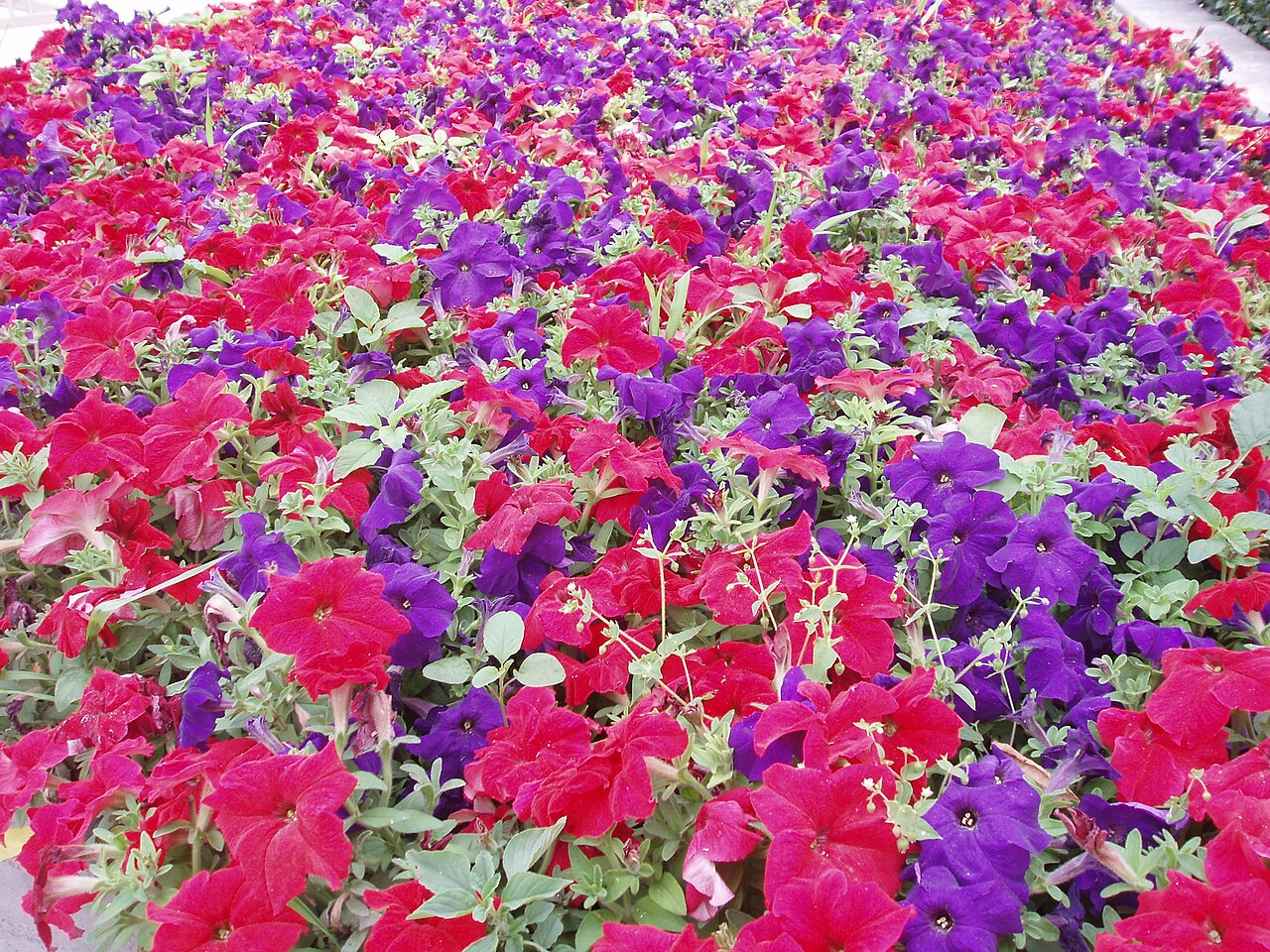 Calibrachoa: por qué amarillea y cómo distinguirla