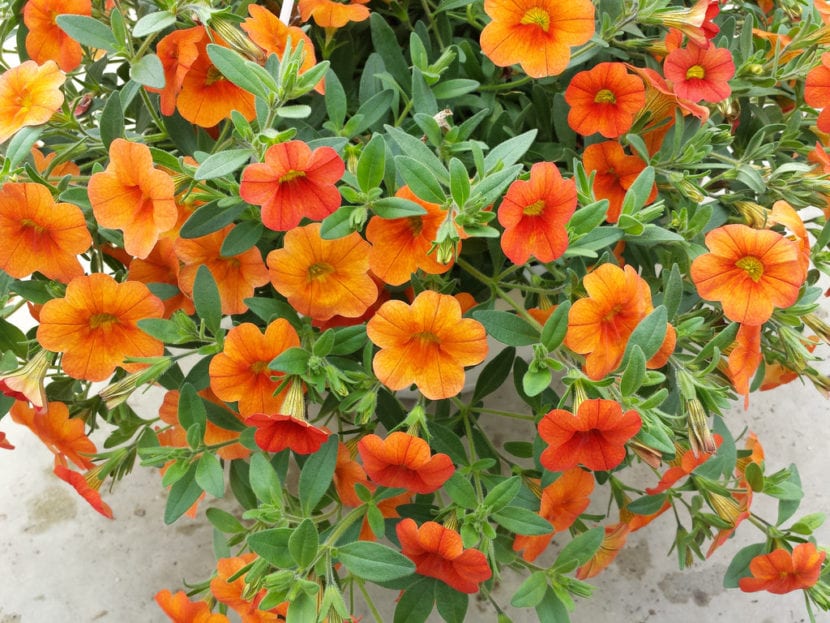 Flores anaranjadas de calibrachoa